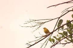 Setophaga petechia image