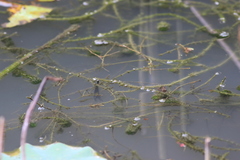 Hydrocharitaceae