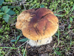 Boletus edulis