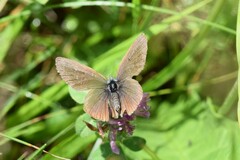 Cyaniris semiargus