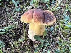 Boletus edulis