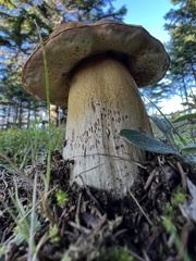 Boletus edulis
