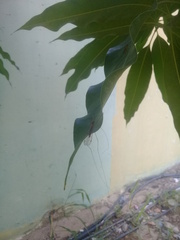 Megistocera