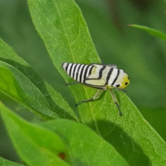 Agrosoma