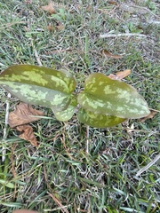 Smilax bona-nox