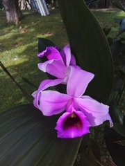 Sobralia decora
