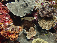 Heteropriacanthus carolinus