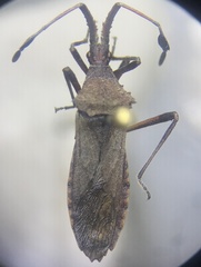 Chariesterus antennator
