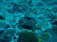 Stethojulis trilineata