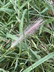 Hordeum