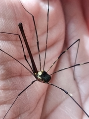 Neopantopsalis pentheter