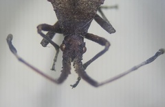 Chariesterus antennator