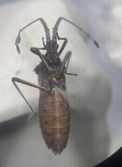 Chariesterus antennator