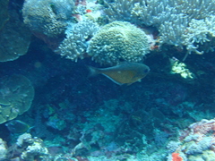 Pempheris