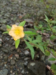 Sida cordifolia