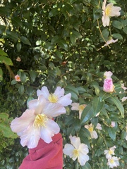 Camellia japonica