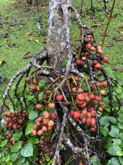 Ficus semicordata