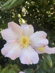Camellia japonica