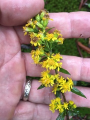 Solidago roanensis