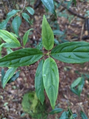 Viburnum urceolatum