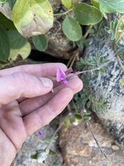 Tephrosia cinerea