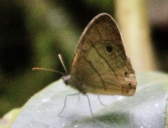 Hermeuptychia canthe