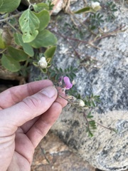 Tephrosia cinerea
