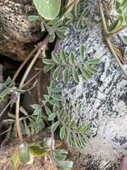 Tephrosia cinerea