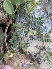 Tephrosia cinerea