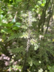 Dacrycarpus dacrydioides