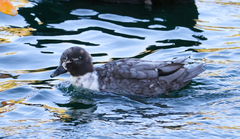 Anas platyrhynchos domesticus