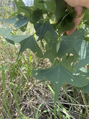 Erythrina vespertilio
