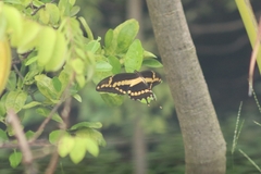 Heraclides homothoas