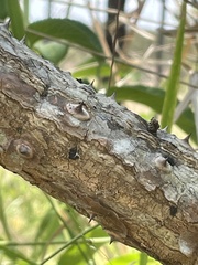 Erythrina vespertilio