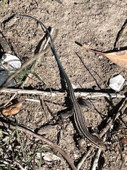 Aspidoscelis hyperythrus