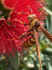 Polistes major major