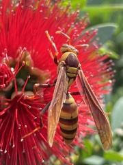 Polistes major major