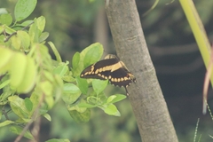 Heraclides homothoas