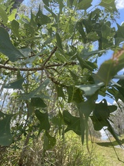 Erythrina vespertilio