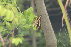 Heraclides homothoas