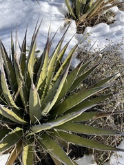 Agave lechuguilla