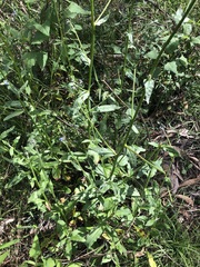 Cynoglossum australe