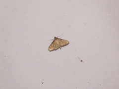 Microthyris lelex