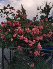 Mussaenda philippica