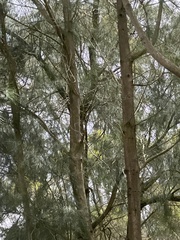Casuarina cunninghamiana