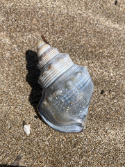 Struthiolaria papulosa