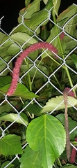 Acalypha hispida