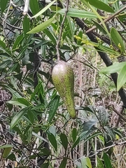 Anodendron affine