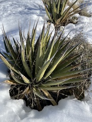 Agave lechuguilla