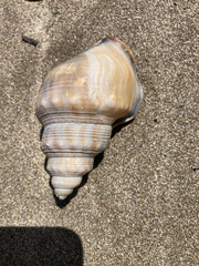 Struthiolaria papulosa